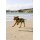 DRYROBE Dog Coat Hundemantel Grün Camo XS