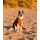 DRYROBE Dog Coat Hundemantel Burnt Orange M