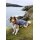 DRYROBE Dog Coat Hundemantel Grau Orange XXXL